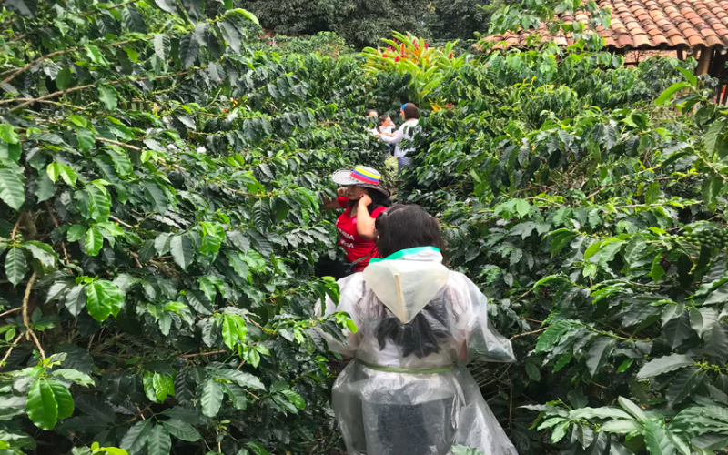 哥伦比亚咖啡种植海拔高度解析：高海拔如何塑造咖啡豆的优质风味