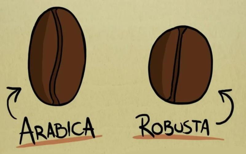 阿拉比卡与罗布斯塔的风味差异有多大？罗布斯塔香气特点与实用价值解析