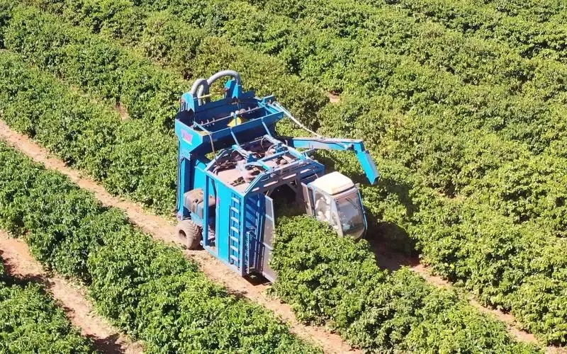 巴西咖啡产区遭遇持续干旱，收获进度超前但产量堪忧，价格全面走高