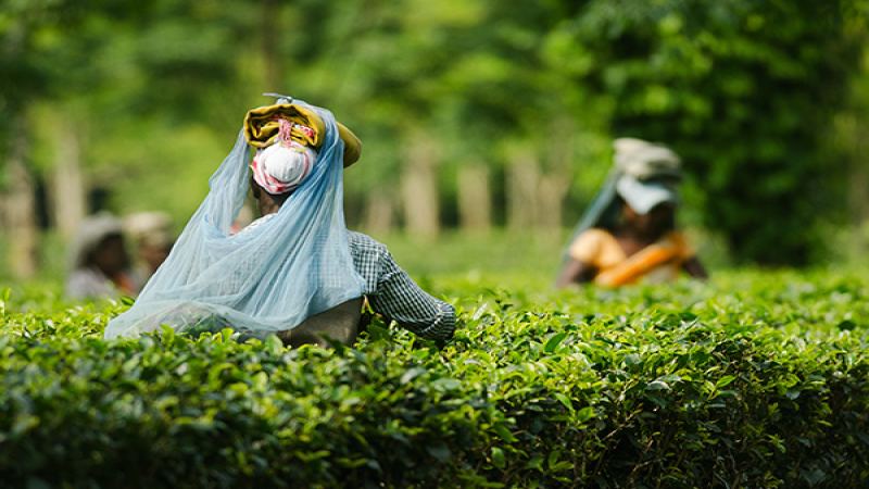 阿萨姆茶的五项关键事实：本土大叶种起源、CTC工艺与部落种茶先于殖民的历史