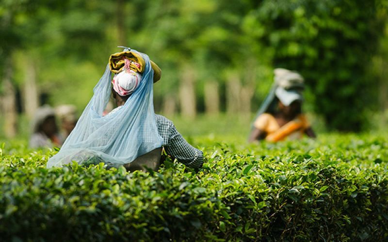 阿萨姆茶的五项关键事实：本土大叶种起源、CTC工艺与部落种茶先于殖民的历史