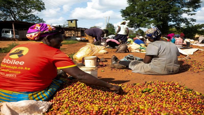 A Comprehensive Analysis of Kenyan Coffee Regions: From AA Grade and K72 Washed Process to a Flavor Comparison of Three Front Street Coffee Beans