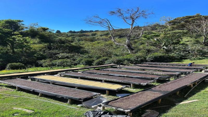 A Comprehensive Analysis of the Coffee-Growing Environment, Geisha Variety, and Flavor Processing at Elida Estate in Panama