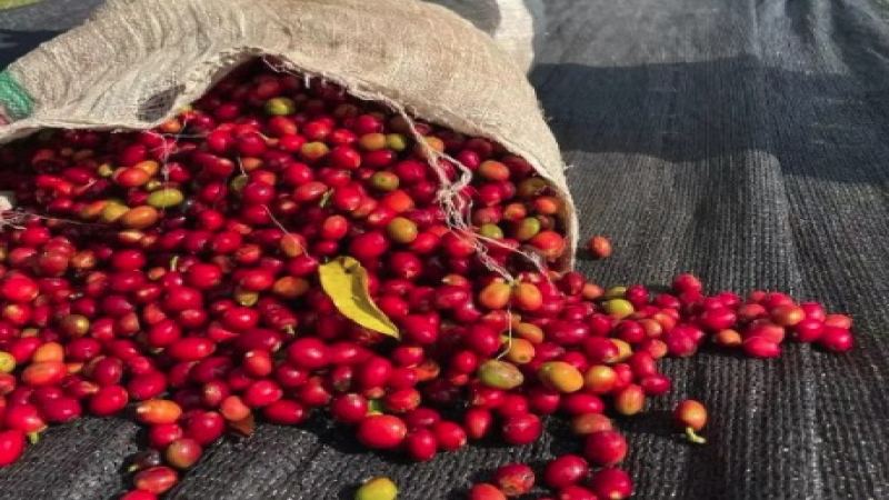 Where Arabica Coffee Grows in Ethiopia: Regions and Altitude