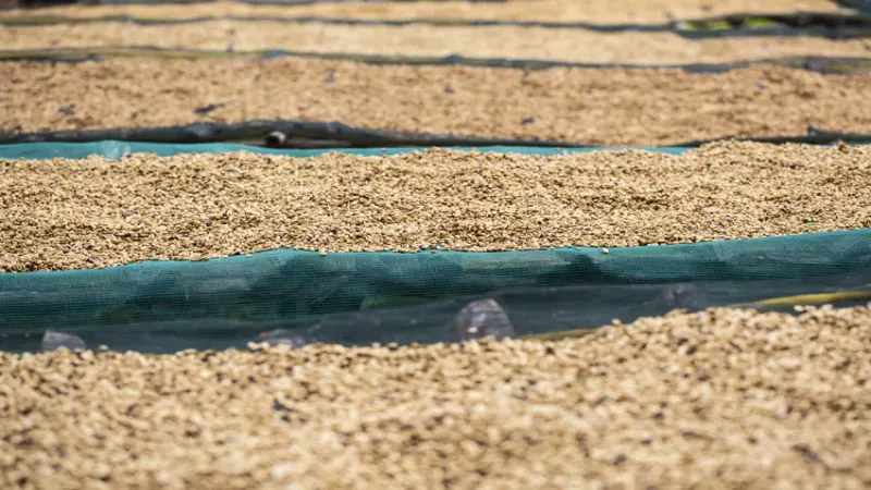 Pour-Over and Cold Brew Coffee Bean Recommendations | Where Are Ethiopia's Specialty Coffee Regions? What Is the Relationship Between Yirgacheffe Coffee and Sidamo Coffee?