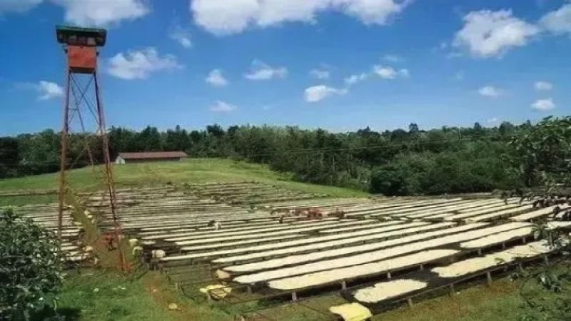 Kenya Coffee: Growing Areas of Nyeri, Kirinyaga and Thika