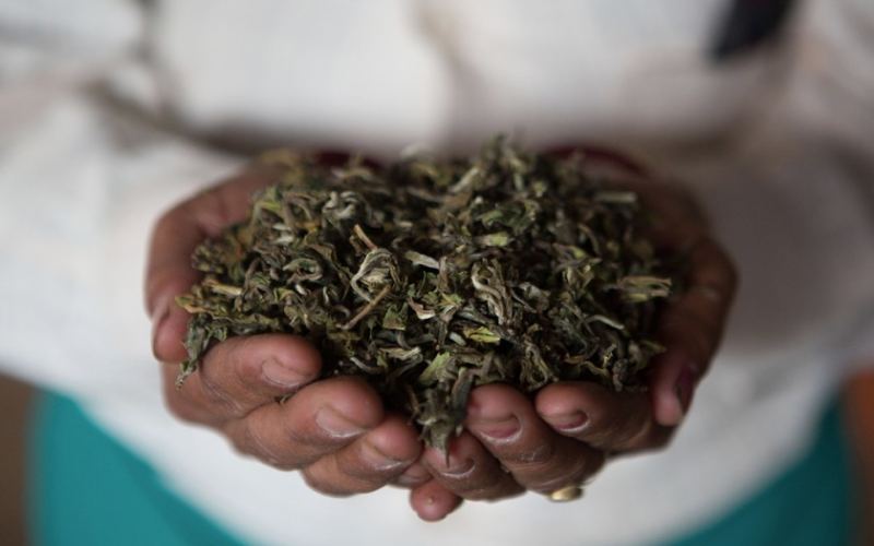 大吉岭与阿萨姆红茶全方位对比：产区、风味、汤色、价格差异及选购建议