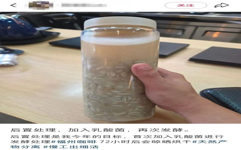 福州一咖啡店乳酸菌泡生豆意外催芽，发芽咖啡豆能否安全饮用引热议