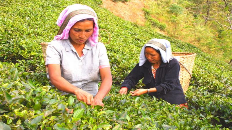 尼尔吉里红茶源自哪国？单人份红茶的正确冲泡步骤与实用技巧