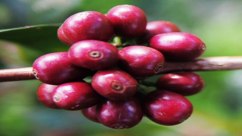 Choosing Drinks for SOE by Roast Level: A Flavor Guide from Pour-Over to Milk Coffee