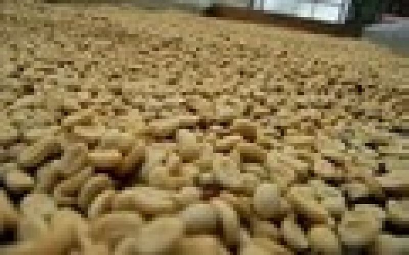 洪都拉斯精品咖啡全解析：产区风土、分级体系与口感特征
