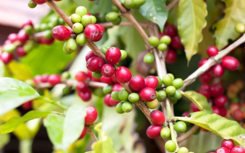 云南小粒卡蒂姆咖啡豆品种溯源、种植历程与风味特征全解析