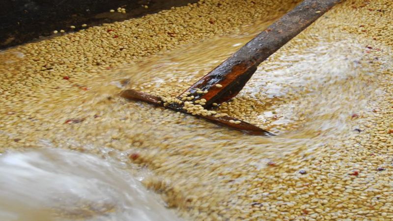 A Complete Guide to the Yirgacheffe Washed Processing Method: Processing Steps, Flavor Profile, and Roasting & Brewing Recommendations