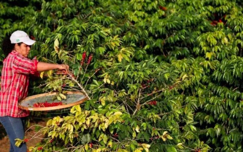 Brazil's green coffee exports accelerated in August, with exports in the first three weeks already exceeding the entire month last year.