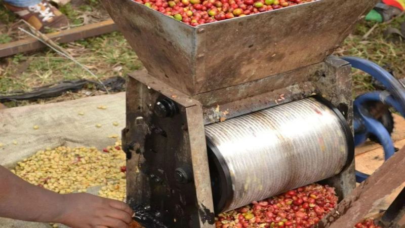 How the Indonesian Wet-Hulling Method Shapes the Unique Flavor and Origin Story of Sumatra Mandheling