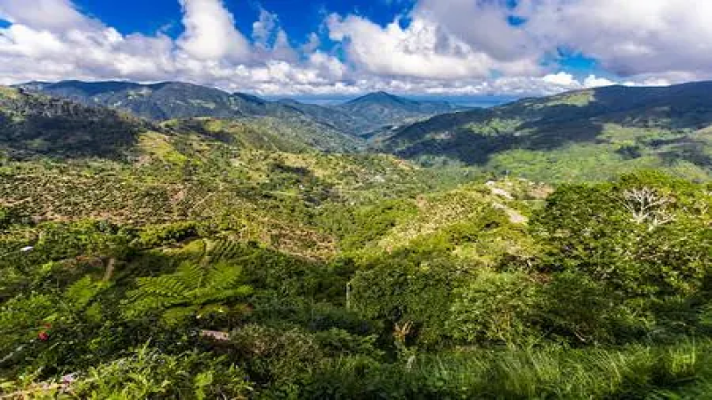 牙买加蓝山咖啡的起源与分级：从历史变迁到蓝山一号风味解析