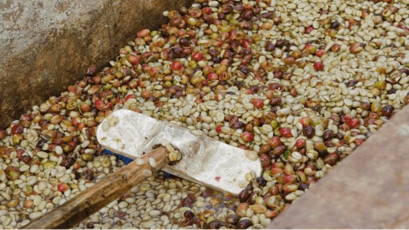Yirgacheffe pour-over beans, each roast level has its own brewing method