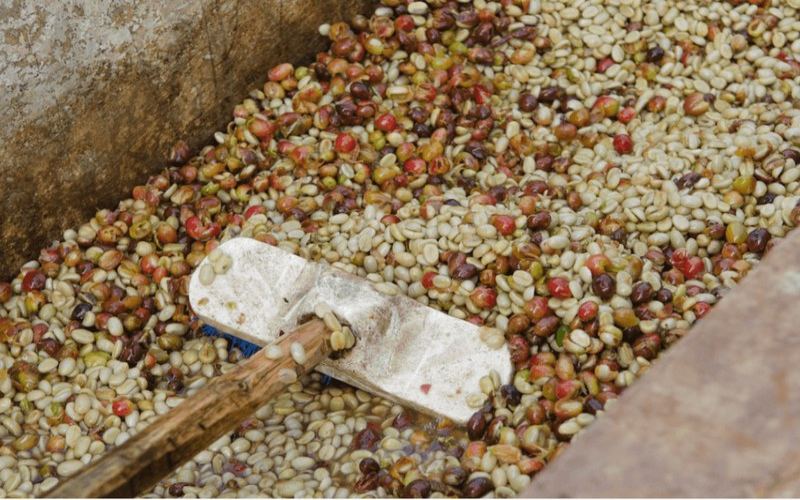 Yirgacheffe pour-over beans, each roast level has its own brewing method