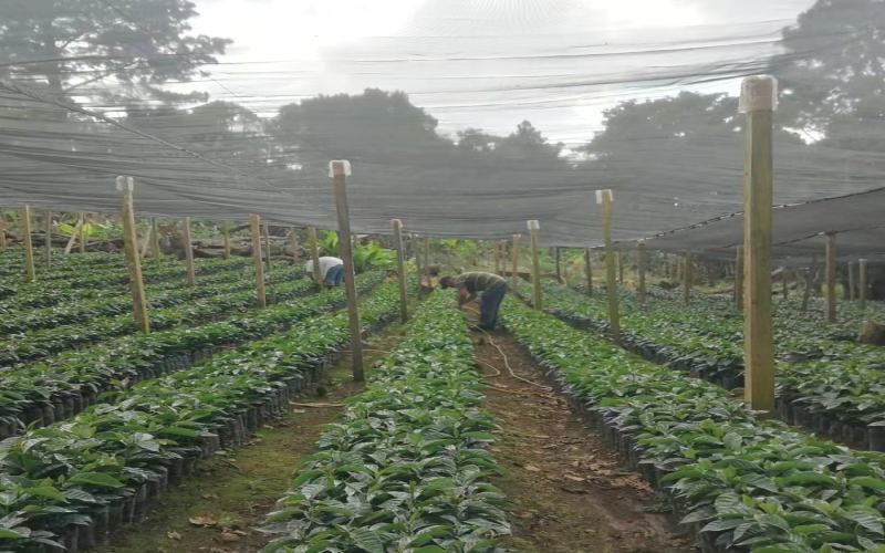 波旁与卡杜拉品种如何辨别？危地马拉安提瓜花神咖啡的花香风味解析