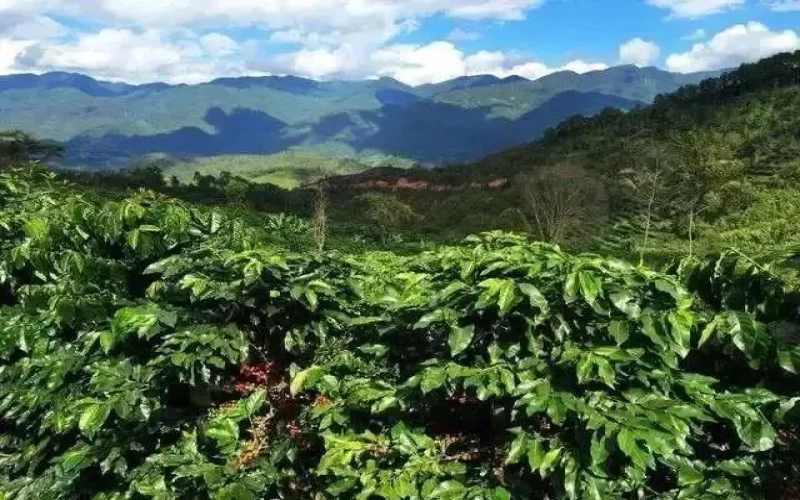 巴拿马沃肯产区哈特曼庄园瑰夏咖啡豆完整解析：从产区风土到杯测风味