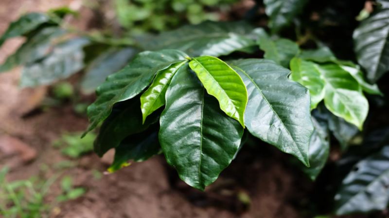 洪都拉斯荔枝兰咖啡豆：白兰地酒桶发酵工艺与产区背景解析