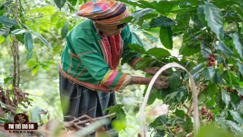 Analysis of the Roasting Methods and Processing Methods of Yunnan Typica Coffee Beans: The Historical Origins and Variety Evolution of Arabica Coffee