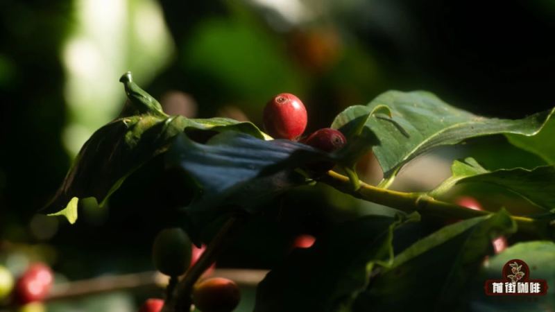 An In-Depth Look at Typica Coffee Beans: Traits, Spread, and Flavor Profile of Arabica's Original Variety