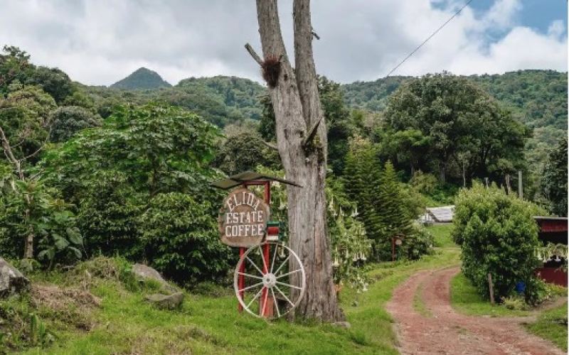 Panama Elida Estate | Introduction to the BOP Estate.