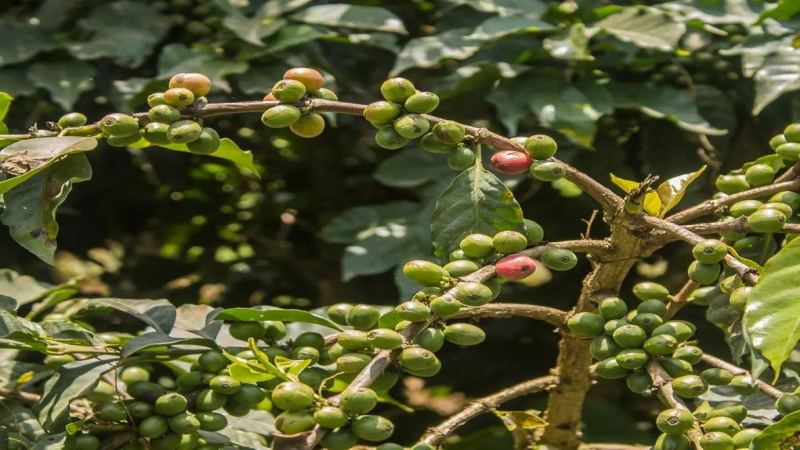 How to Choose Between Sweet and Sour Balance: Looking at Coffee Beans from Light Roast to Dark Roast

