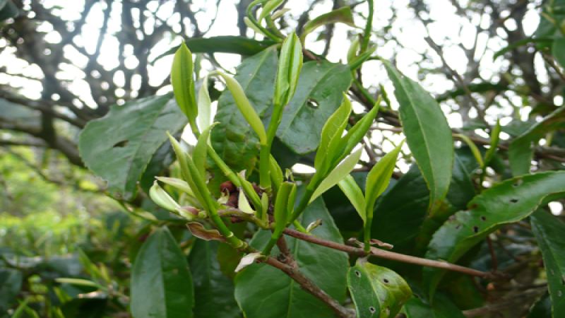 芝兰王竹叶单枞是否属于高端茶？凤凰单丛芝兰香、姜花香、黄枝香、杏仁香对比