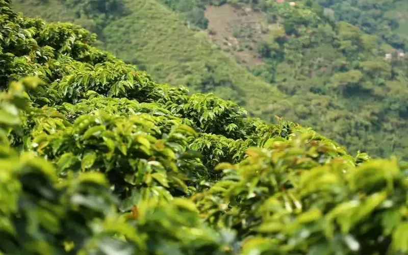 哥伦比亚咖啡的产地风土与分级标准：从安第斯山脉到慧兰产区