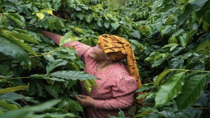 苏门答腊湿刨法如何塑造曼特宁草本香料风味：处理流程与品质差异解析