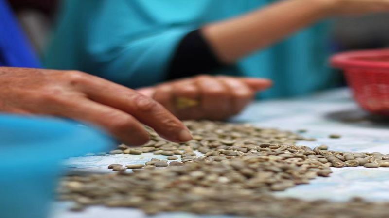 The Story of Mandheling Coffee Beans | What Are the Flavor Differences Between Authentic PWN Golden Mandheling and Indonesian Mandheling? Is Sumatra Mandheling Suitable for Pour-Over Coffee?