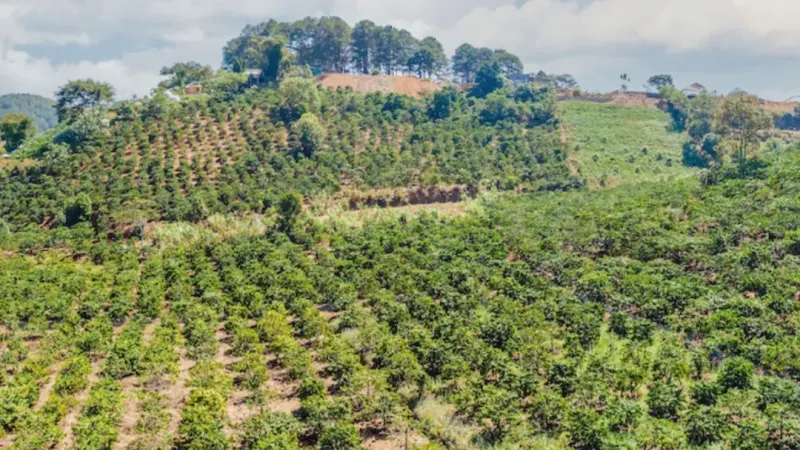 越南新产季咖啡产量或达2900万袋，出口与气候变数引关注