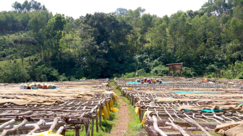 Analysis of the Acidity in Ethiopian Yirgacheffe Coffee and a Guide to Hand-Brewing and Cold Brewing Washed Beans from the Konga Cooperative