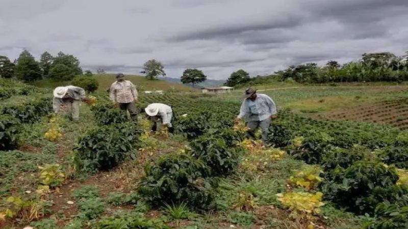 洪都拉斯咖啡产区风味解析：从卡巴雷洛家族到六大种植区域