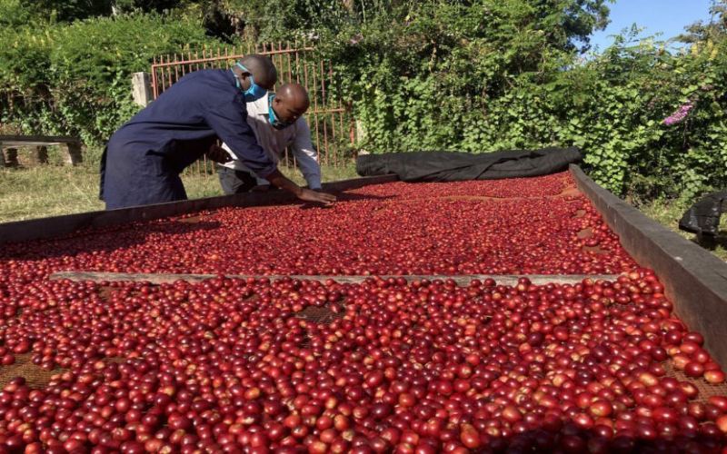 Complete Guide to Kenya PB Round Beans: From SL28 and SL34 Varieties to the K72 Washed Process