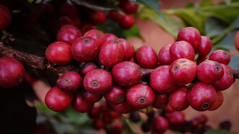 Kenyan Specialty Coffee Flavor Analysis: The Unique Charm from Floral and Blackcurrant to Cranberry