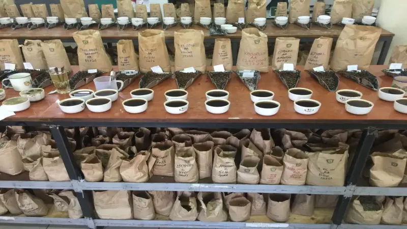 肯尼亚咖啡豆等级划分详解：AA TOP与AA级在杯测与风味上的实际差别