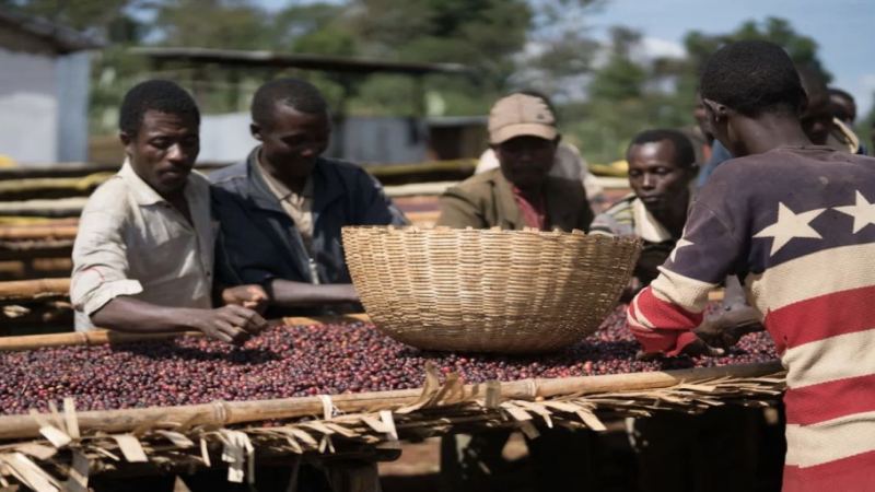 Coffee Producing Areas, Estates, Processing Plants, and Cooperatives
