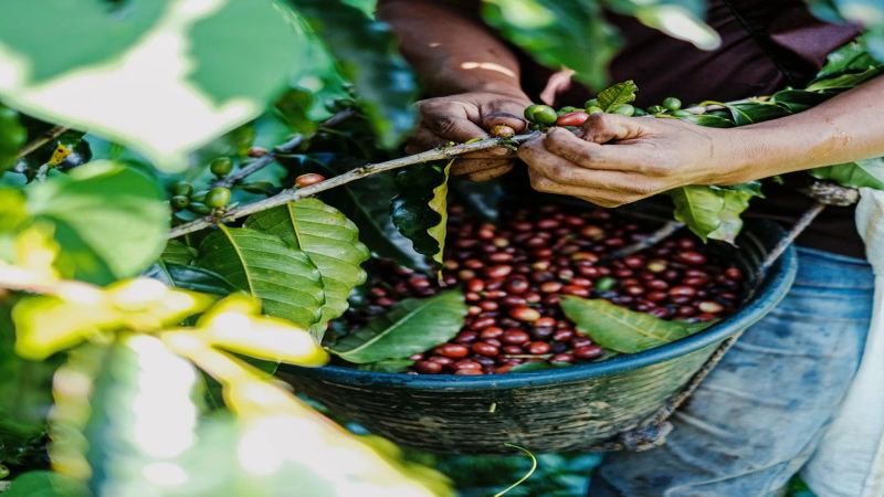 After Roast Date: A Flavor Timeline for Home Espresso Beans
