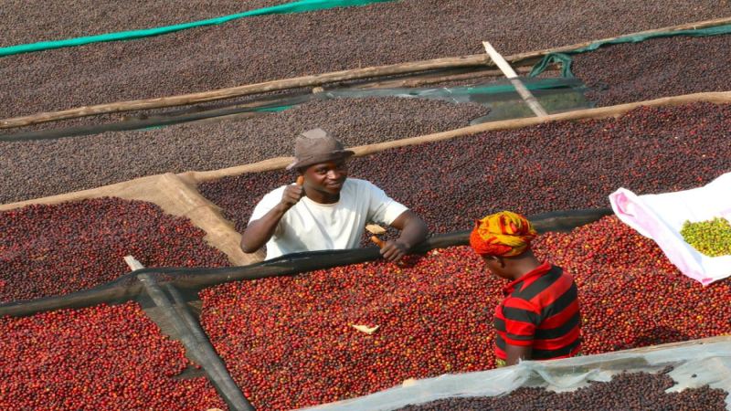 An In-Depth Analysis of Yirgacheffe Coffee Beans: Origin Terroir, Processing Methods, Grading Standards, and Front Street's Selected Recommendations