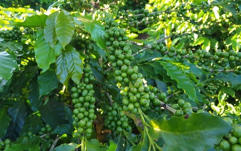 Choosing Non-Acidic Pour-Over Beans by Roast Level: From Medium to Dark Roast