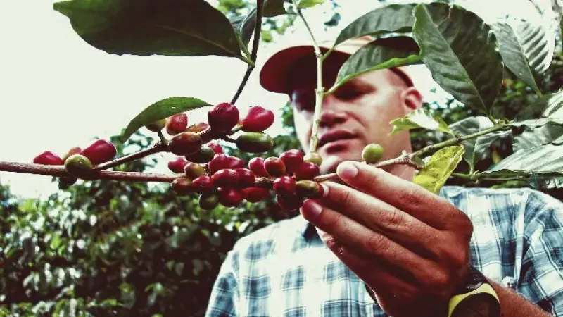 Tracing the Origins of Panama Geisha Coffee and Analyzing the Nutty Flavor and Mouthfeel Characteristics of Light Roasts