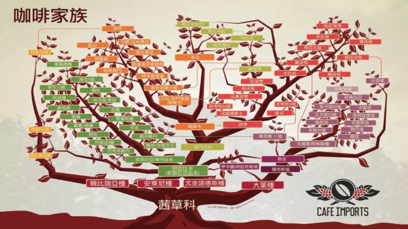 阿拉比卡咖啡豆主要品种及衍生类型的风味特征全解析