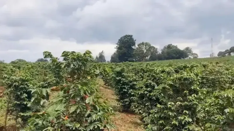 肯尼亚涅里咖啡产区深度解析：从殖民历史到火山土壤的风味密码