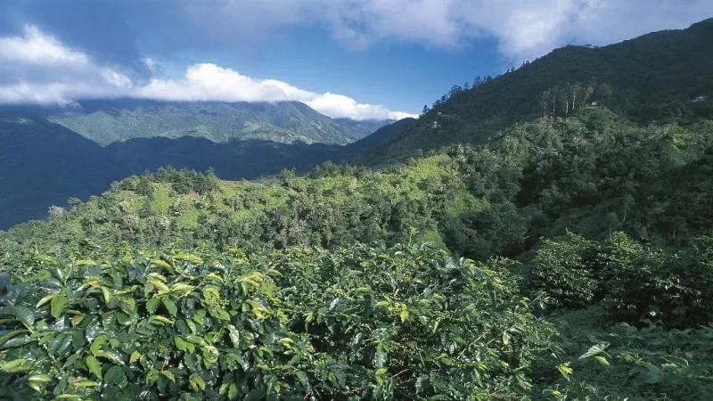 肯尼亚锡卡产区阿萨莉亚处理厂：SL28与SL34咖啡豆风味解析