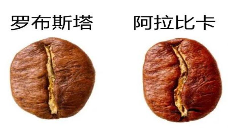 阿拉比卡咖啡豆手冲适宜性解析：品种特征、产地风土与处理方式全览