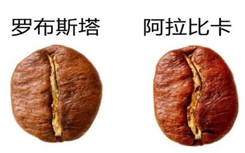 阿拉比卡咖啡豆全面解析：品种起源、风味特性与代表品系介绍