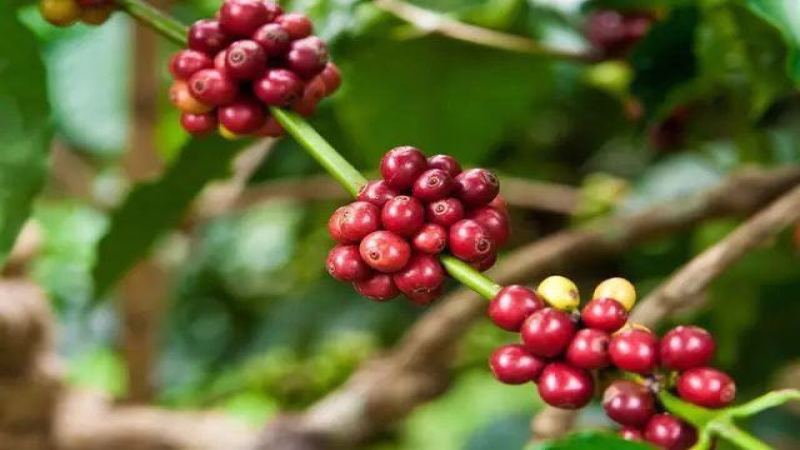 An Analysis of the Galápagos San Cristóbal Island Coffee Region: Organic Growing Conditions and Flavor Characteristics
